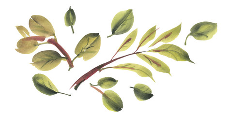 Green leaves isolated on a white background