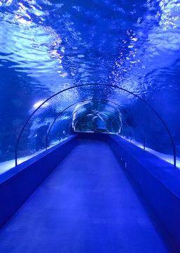 Underwater glass transparent tunnel arch in the aquarium in blue tones
