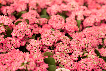 Close up beautiful small pink flowers background.