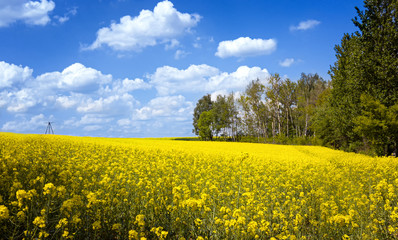 Obraz premium Blooming yellow rape field at sunny spring day