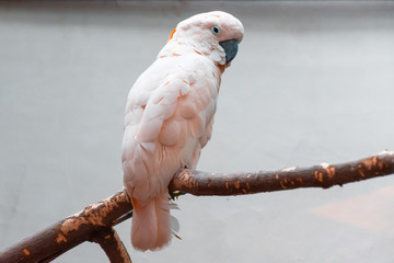 Pink cockatoo parrot sitting on a branch in a bird park.
