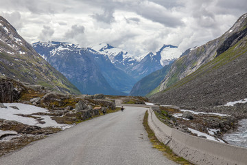 free range sheep on a mountain road in Norway, Scandinavia animal road hazard conceptselective focus.