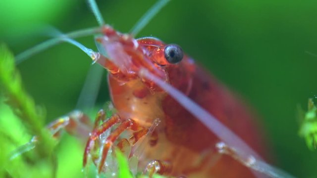Zwerggarnele mit F&uuml;hler, Neocaridina