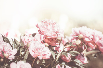Fototapeta na wymiar Flower background. A beautiful blooming peony bush with pink flowers in the garden.
