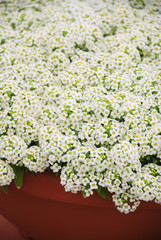 Alyssum flowers. Alyssum in sweet colors. Alyssum in a red brown pot on wood table.