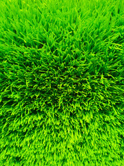 Beautiful green grass background texture and environment concept, green field garden