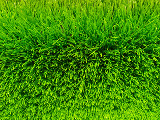 Beautiful green grass background texture and environment concept, green field garden