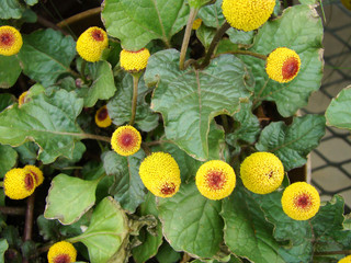 Fresh flowering para cress plant, Spilanthes oleracea