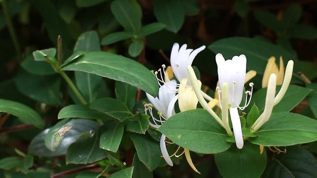 Lonicera japonica, known as Japanese honeysuckle and golden-and-silver honeysuckle flower in the garden