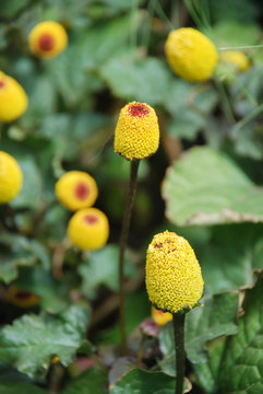 Fresh flowering para cress plant, Spilanthes oleracea
