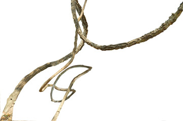 Twisted wild  vine isolated on white background.