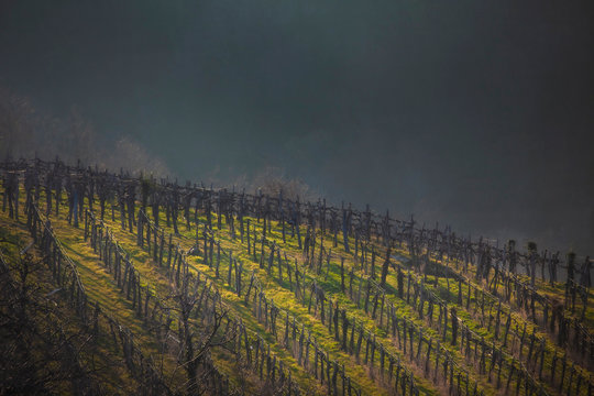 Vineyard In Goriska Brda