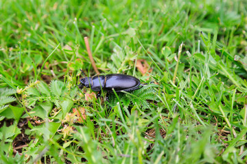 Natur und Artenschutz: Weiblicher Hirschkäfer auf einer Wiese im Gras sitzend