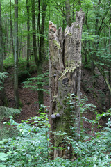 Naturschutz und &Ouml;kosystem Wald: Tote Buche (Totholz) als Lebensgrundlage f&uuml;r Pilze, V&ouml;gel, Insekten, Tiere und Reptilien