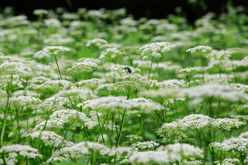 Natur und Artenschutz: Grün glänzender Rosenkäfer in einer Wiese mit Schafgarbe © blickwinkel2511