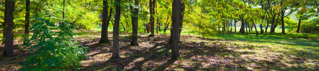Southern forest with acacias.