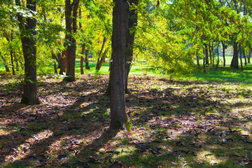 Southern forest with acacias.
