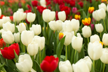 Fototapeta premium Red and white tulips spring background.