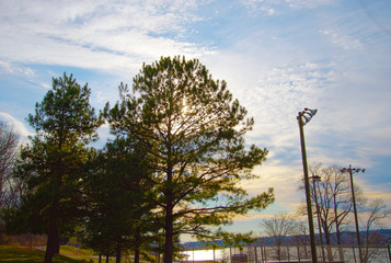 Obraz premium trees and blue sky