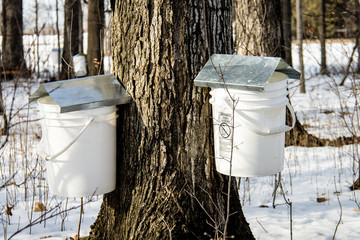 Collecting Sugar Maple Sap to Make Syrup