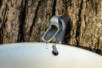 Maple Sap Drips out of Tap into Collection Bucket