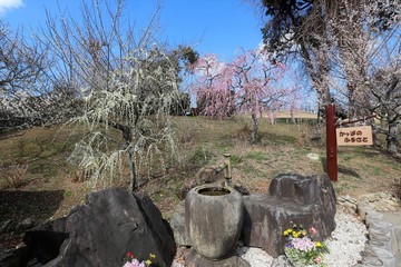 かざはやの里の梅林