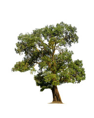 Fototapeta premium Tree isolated on white background, nature background.