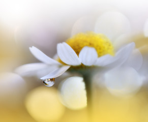 Beautiful Nature Background.Floral Art Design.Abstract Macro Photography.White Daisy Flower.Pastel Flowers.White Background.Creative Artistic Wallpaper.Wedding Invitation.Celebration,love.Close up.
