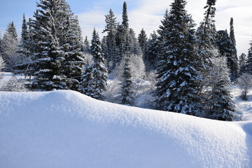 Obraz premium winter in the forest