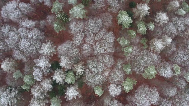 Aerial view of forest with hoar frost in winter, Steigerwald, Germany