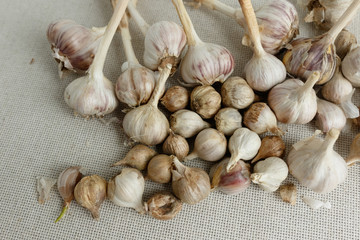 Garlic on a fabric background.