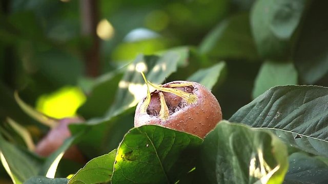 Ripe medlar fruits in garden.common medlar (Mespilus germanica)