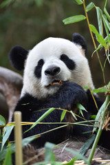 Fototapeta premium Close-up of Giant Panda in China