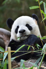 Close-up of Giant Panda in China