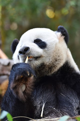 Close-up of Giant Panda in China