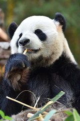 Obraz premium Close-up of Giant Panda in China