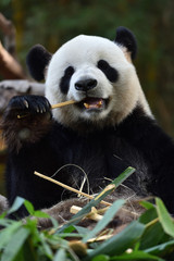 Obraz premium Close-up of Giant Panda in China
