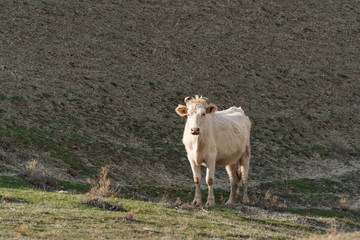 White skinny cow in the highlands