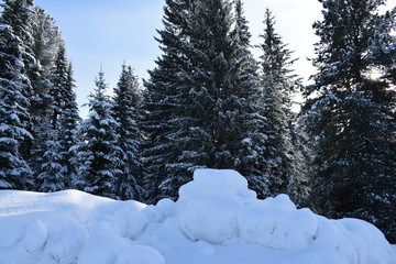 snow covered trees