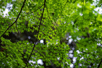 緑の天井