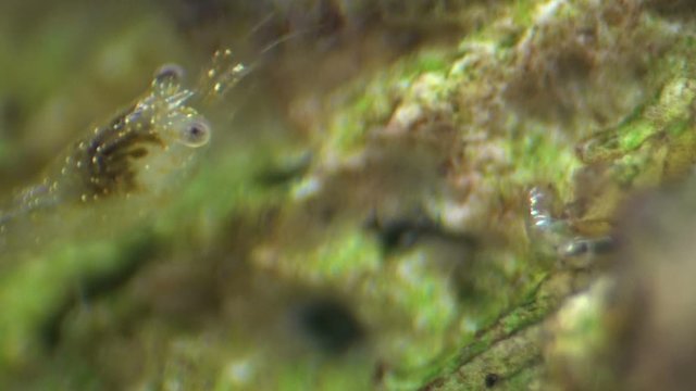 Junge Zwerggarnele und Tubifexwurm, Caridina