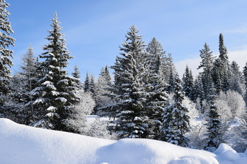snow covered trees