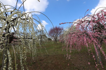 かざはやの里の梅林