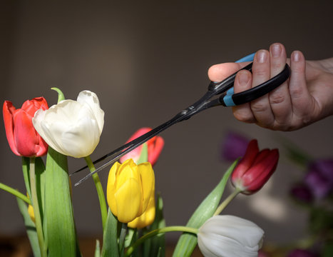 Bouquet of red-yellow-white tulips on a black background. A female hand with steel scissors cuts off a bud. The concept is defenselessness, fragility of nature, surgical intervention.
