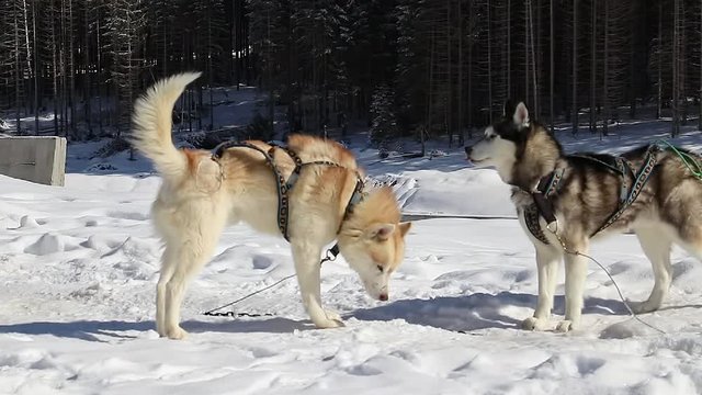 Husky dogs at bukovel ski slopes and resort in winter