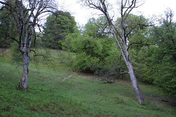 Fototapeta premium landscape in the mountains