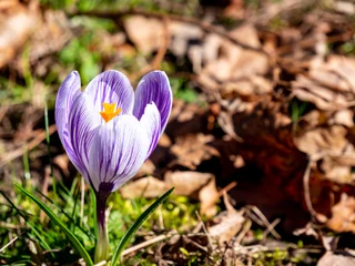 Fotobehang Krokus Schneekrokus blüht mit Herbstlaub  © Animaflora PicsStock