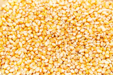 Full corn