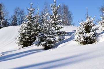 snow covered trees