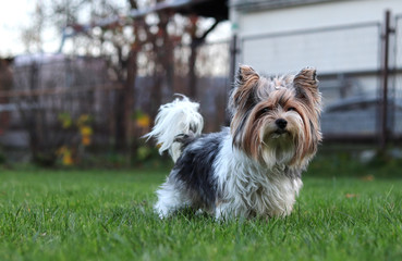Biewer Yorkshire Terrier looks as queen. Takes an important position in front of his subjects. Portrait of Yorkshire in the garden. Beautiful model stands in whole beauty. Dog outdoor show. Action